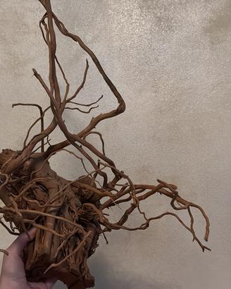 Tronco/ radice Azalea