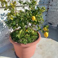 Pianta limoni