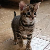 Cuccioli Toyger