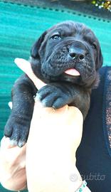Cane corso cuccioli alta genealogia