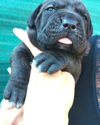 Cane corso cuccioli alta genealogia