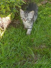 Gattini