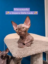 Canadian Sphynx 
