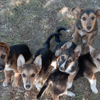 Cuccioli di border collie adozione