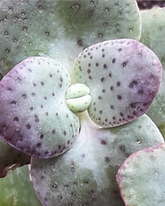 Crassula cordata piante grasse