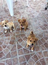 Cane taglia piccola