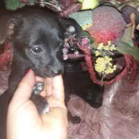 Cuccioli di Pinscher mix chihuahua( maschi)