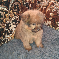 Maltipoo toy colore fulvo ,68giorni,maschio