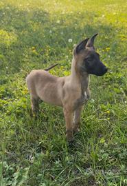 Cucciola di pastore belga Malinois