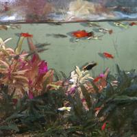 Pesci tropicali guppy coloratissimi e platy