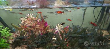 Pesci tropicali guppy coloratissimi e platy