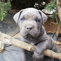 Cuccioli di razza Cane Corso