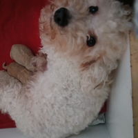 Cuccioli di barboncino