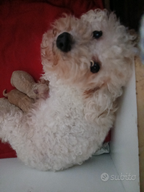 Cuccioli di barboncino