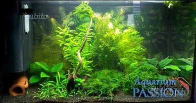 Pacchetto piante facili per acquario da 100/150 lt