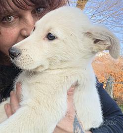 Cuccioli di pastore apuano