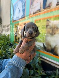 Cuccioli di bassotto keninken