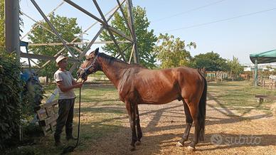 Cavallo da scuola