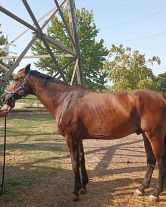 Cavallo da scuola
