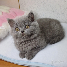 Scottish Straight femminucce colore blu