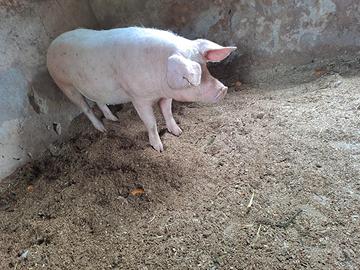 Maiale ( Scrofa Gravida )