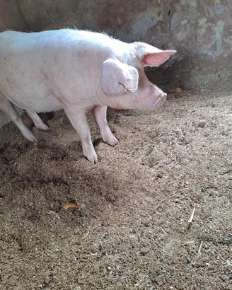 Maiale ( Scrofa Gravida )