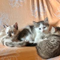 Regal gattini coccolosi