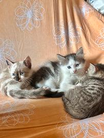 Regal gattini coccolosi