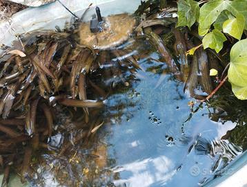 Piante acquario