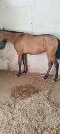 Puledro andaluso