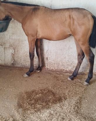 Puledro andaluso