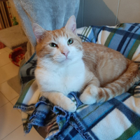 Gatto coccolone