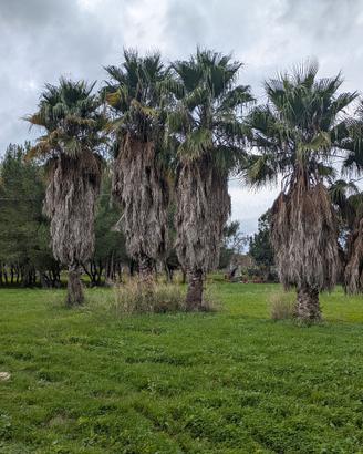 Palme alte 