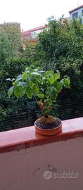 bonsai di bouganville 