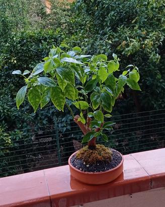 bonsai di bouganville 