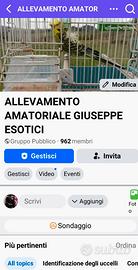 Parrocchetti ondulati