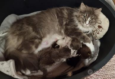 Cuccioli di Maine Coon disponibili