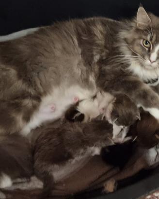 Cuccioli di Maine Coon disponibili