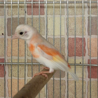 Cardinalini del venezuela