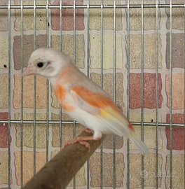 Cardinalini del venezuela