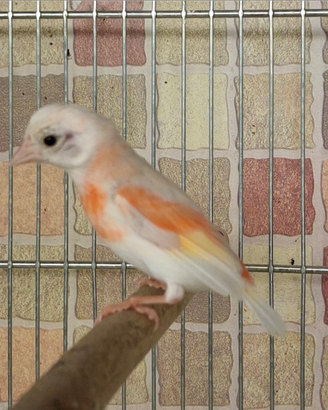 Cardinalini del venezuela