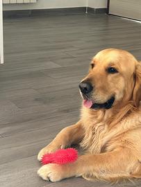 Golden Retriver monta/accoppiamento