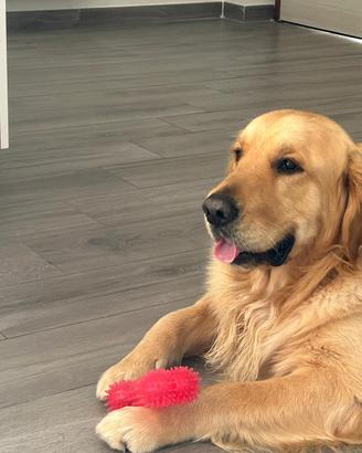 Golden Retriver monta/accoppiamento