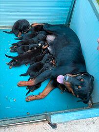 Cuccioli Rottweiler