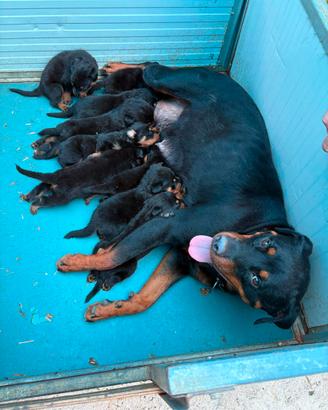 Cuccioli Rottweiler