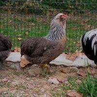 Auracane e australop