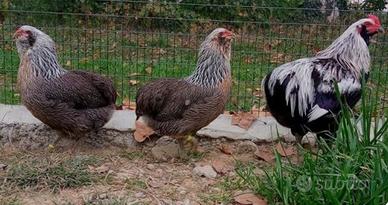 Auracane e australop