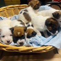 Cuccioli di Jack Russell Terrier