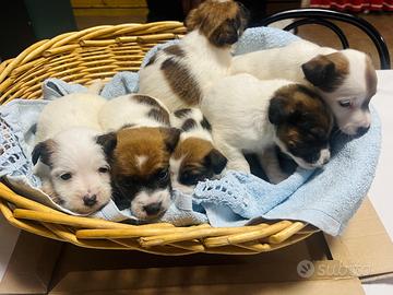 Cuccioli di Jack Russell Terrier