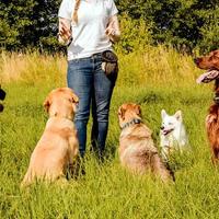 Mediatore Emozionale Relazione Cane Proprietario